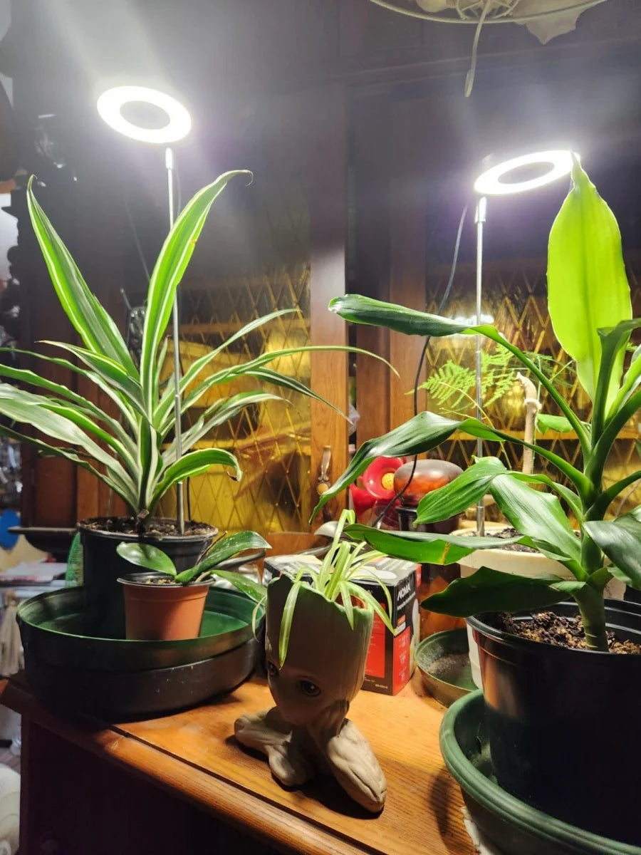 GlowRoot Mini