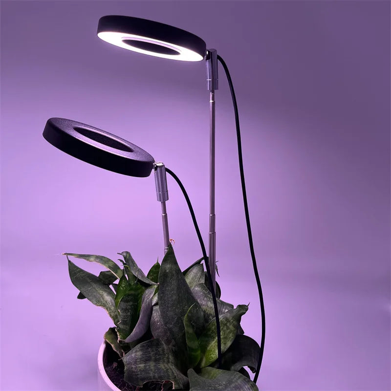 GlowRoot Mini