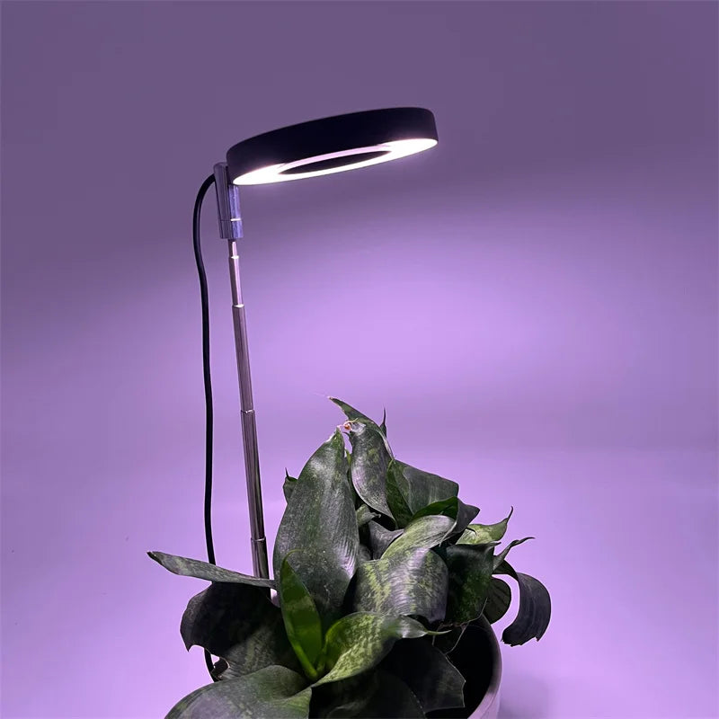 GlowRoot Mini